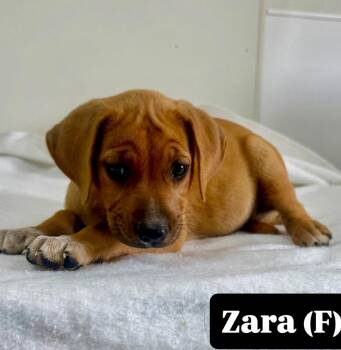 Zara -  Hound Dog for Adoption in Farmingdale, New Jersey - Zara | PetCurious