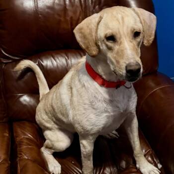 Yellow Labrador Retriever Dogs Available for Adoption - Sofia | PetCurious