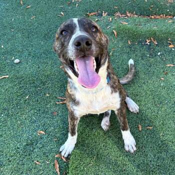 Marius -  Mixed Breed Dog for Adoption in Memphis, Tennessee - Marius | PetCurious