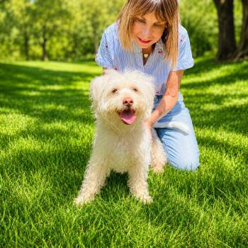 Scotty -  Cairn Terrier and Poodle Dog for Adoption in Rockville, Maryland - Scotty | PetCurious