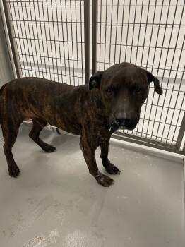 Rescue Mixed Breed Dogs for Adoption in Oxford, North Carolina - Oreo | PetCurious