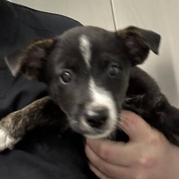 Delaney -  Border Collie and Mixed Breed Dog for Adoption in Abilene, Texas - Delaney | PetCurious