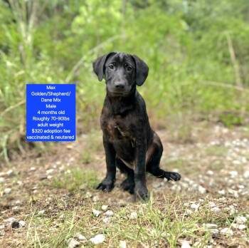 Max -  Golden Retriever and Shepherd Dog for Adoption in Oviedo, Florida - Max | PetCurious