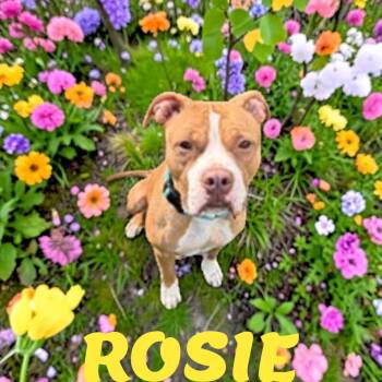 Rosie -  American Staffordshire Terrier Dog for Adoption in Taunton, Massachusetts - Rosie | PetCurious