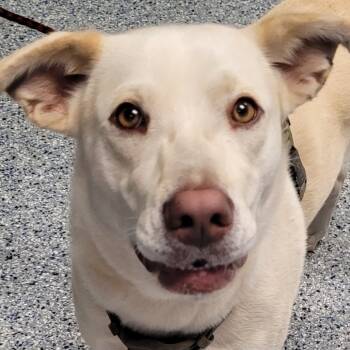 Rescue Retriever Dogs for Adoption in Greenville, South Carolina - Holly | PetCurious