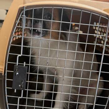 Chopstick -  Mixed Breed Dog for Adoption in Philadelphia, Pennsylvania - Chopstick | PetCurious