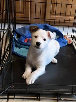 Cassie -  Pit Bull Terrier Dog Available for Adoption in Youngstown, Ohio - Cassie | PetCurious