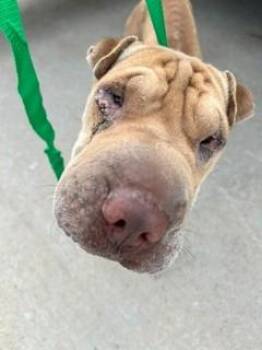 EDVARD -  Shar Pei Dog for Adoption in Pearland, Texas - EDVARD | PetCurious