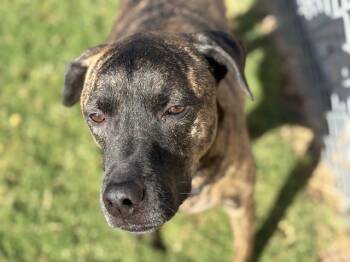 Rescue Pit Bull Terrier and Mixed Breed Dogs for Adoption in Tulsa, Oklahoma - CHAMP | PetCurious