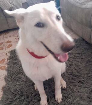 Luna -  Shepherd Dog Available for Adoption in Jefferson, New Jersey - Luna | PetCurious