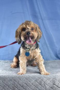 Yorkshire Terrier and Dachshund Dogs Available for Adoption in Fort Worth, Texas - Dusty | PetCurious
