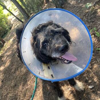 Gilbert -  Poodle and Mixed Breed Dog for Adoption in Birmingham, Alabama - Gilbert | PetCurious