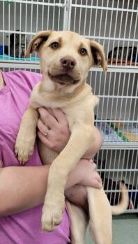 Labrador Retriever and Mixed Breed Dogs Available for Adoption in Danielsville, Georgia - Nola | PetCurious