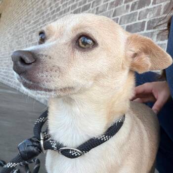 Lunara -  Dachshund and None Dog for Adoption in Chico, California - Lunara | PetCurious