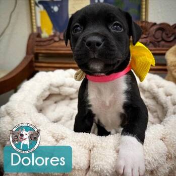 Dolores Encanto -  Pit Bull Terrier and Labrador Retriever Dog for Adoption in Friendswood, Texas - Dolores Encanto | PetCurious