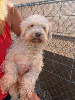 Lulu -  Miniature Schnauzer and Mixed Breed Dog for Adoption in Severance, Colorado - Lulu | PetCurious
