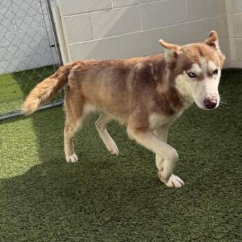 Husky Dogs Available for Adoption - Reba 6424 | PetCurious
