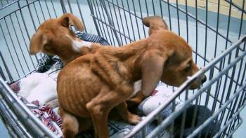 Rescue Redbone Coonhound and Mixed Breed Dogs for Adoption in Tulsa, Oklahoma - OZZY | PetCurious
