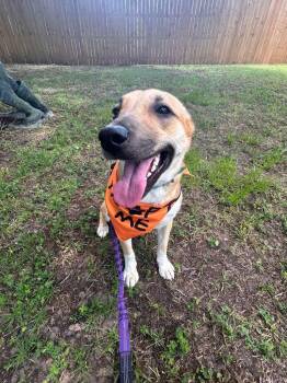 LILLITH -  Mixed Breed Dog for Adoption in Lake Dallas, Texas - LILLITH | PetCurious