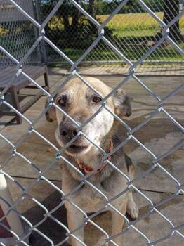 Babs -  German Shepherd Dog Dog for Adoption in Bowling Green, Ohio - Babs | PetCurious