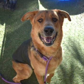 Diesel - Butler Campus -  German Shepherd Dog Dog for Adoption in Flagstaff, Arizona - Diesel - Butler Campus | PetCurious