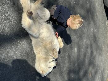 Rescue Samoyed Dogs for Adoption in Los Angeles, California - DUCKIE | PetCurious