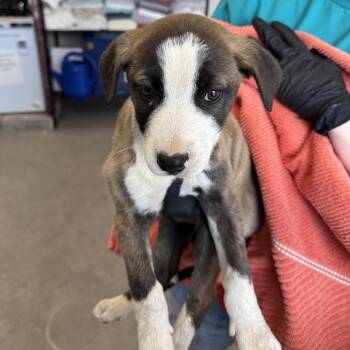 Mixed Breed Dogs Available for Adoption - Willie | PetCurious