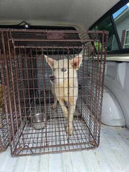 Marci -  Mixed Breed Dog for Adoption in Gallatin, Tennessee - Marci | PetCurious