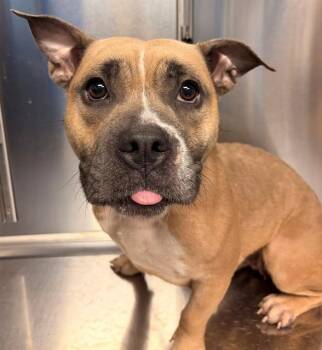 PANSY -  Pit Bull Terrier and Mixed Breed Dog for Adoption in Minneapolis, Minnesota - PANSY | PetCurious