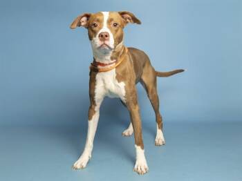 WILLOW -  Pit Bull Terrier Dog for Adoption in Phoenix, Arizona - WILLOW | PetCurious