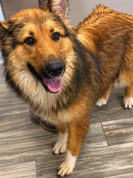 Collie Dogs Available for Adoption in Sidney, Ohio - Longhorn Yrly 203 | PetCurious