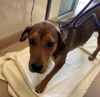 Piper -  Hound Dog for Adoption in Walnut Creek, California - Piper | PetCurious