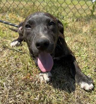 Mixed Breed Dogs Available for Adoption in Tarrytown, Georgia - Opal | PetCurious
