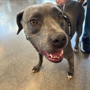Nova -  American Staffordshire Terrier Dog for Adoption in Kingman, Arizona - Nova | PetCurious