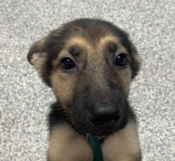 Gingersnap -  German Shepherd Dog Dog for Adoption in Golden, Colorado - Gingersnap | PetCurious