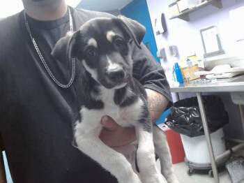 KENDALL -  Husky and Pit Bull Terrier Dog for Adoption in Albuquerque, New Mexico - KENDALL | PetCurious