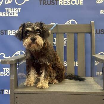 CALLI -  Schnauzer and Mixed Breed Dog for Adoption in Waterford, New Jersey - CALLI | PetCurious