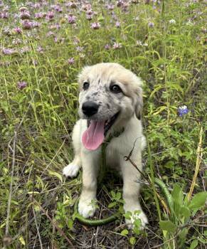 Pippie -  Australian Shepherd Dog for Adoption in Pflugerville, Texas - Pippie | PetCurious