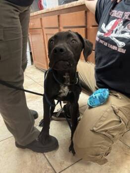 Rescue Mixed Breed Dogs for Adoption in Cincinnati, Ohio - Hierophant | PetCurious