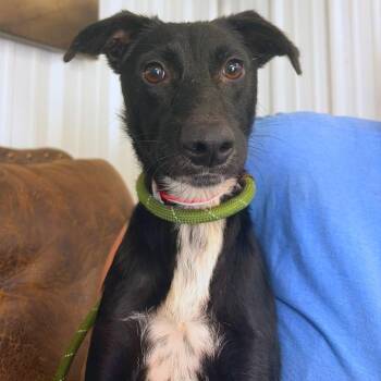 Mariah -  Labrador Retriever and Mixed Breed Dog for Adoption in Tulsa, Oklahoma - Mariah | PetCurious