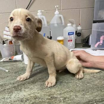 Mixed Breed Dogs Available for Adoption in New York, New York - River | PetCurious
