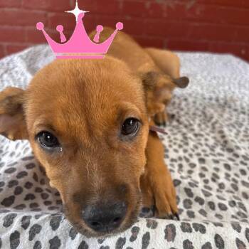 Shika -  Australian Cattle Dog Blue Heeler Dog for Adoption in Houston, Texas - Shika | PetCurious
