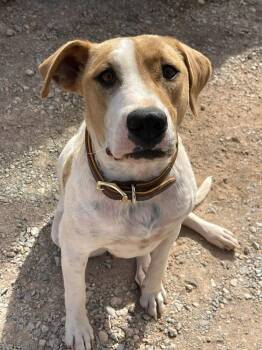 Hound Dogs Available for Adoption - Monica | PetCurious