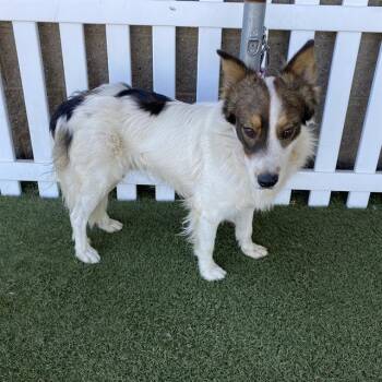 A614320 -  Australian Shepherd and Mixed Breed Dog for Adoption in Modesto, California - A614320 | PetCurious