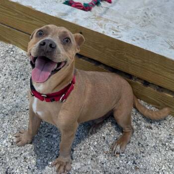 Suky -  Mixed Breed Dog for Adoption in Englewood, Florida - Suky | PetCurious