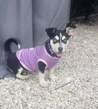 Faith -  Dachshund and Husky Dog for Adoption in San Antonio, Texas - Faith | PetCurious