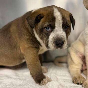 Mixed Breed Dogs Available for Adoption - Amy | PetCurious