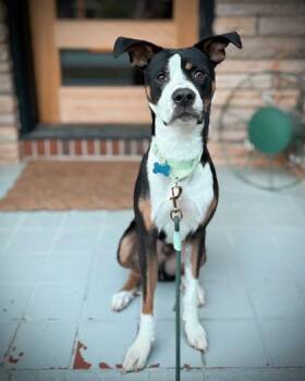 Mixed Breed Dogs Available for Adoption in Atlanta, Georgia - Peanut | PetCurious