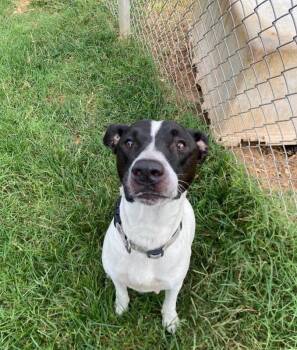 Chickadee HW positive -  Mixed Breed Dog for Adoption in Chattanooga, Tennessee - Chickadee HW Positive | PetCurious