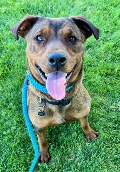 Rottweiler and Pit Bull Terrier Dogs Available for Adoption - GINKO | PetCurious